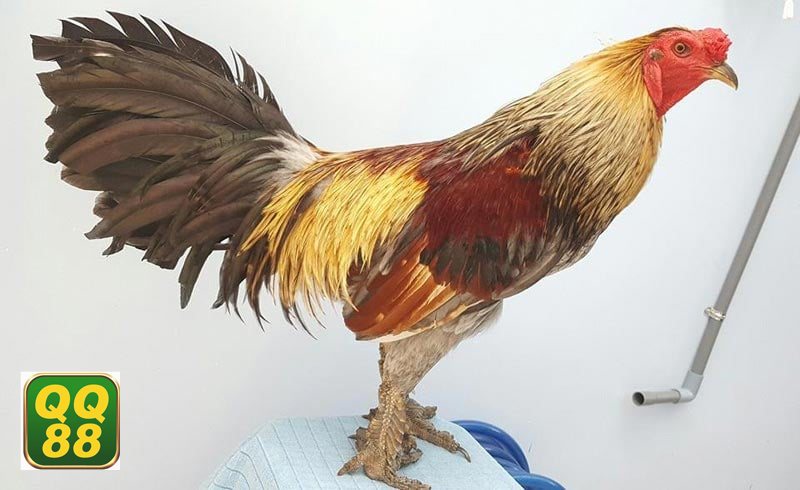 Đá gà QQ88 - Tốc độ cập nhật nhanh và theo dõi trận ổn định Đá gà QQ88 - Tốc độ cập nhật nhanh và theo dõi trận ổn định