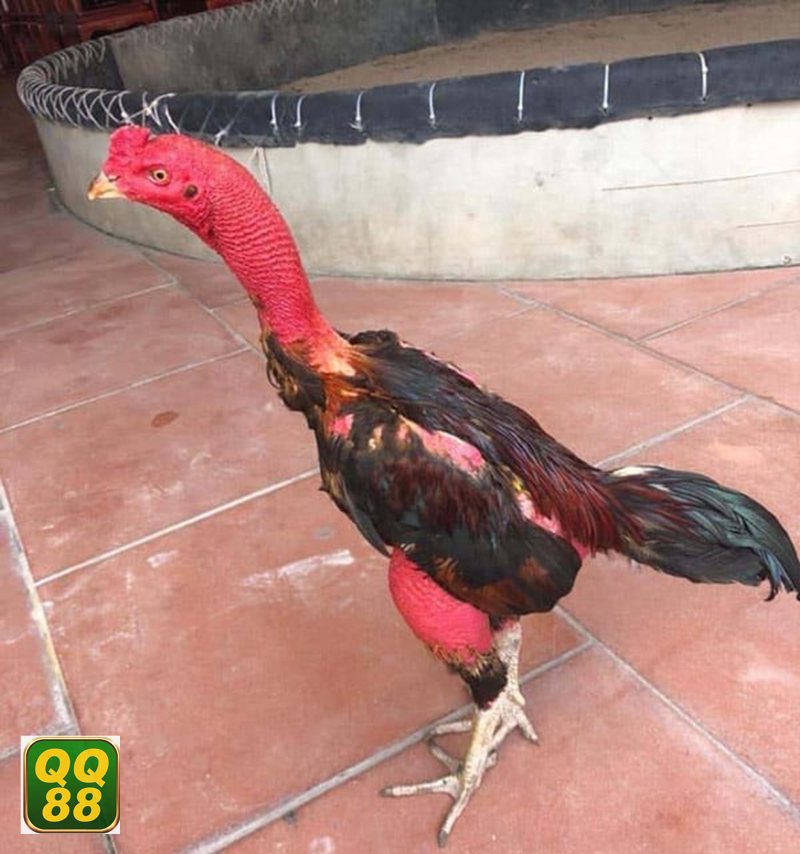 Đá gà QQ88 - Thomo hấp dẫn bởi sức bền và chiều sâu chiến thuật Đá gà QQ88 - Thomo hấp dẫn bởi sức bền và chiều sâu chiến thuật